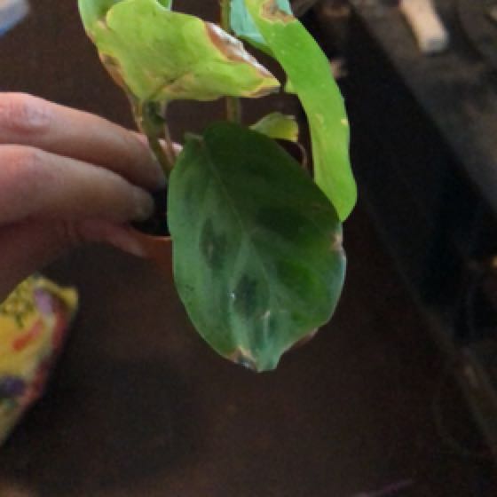 Photo of the plant species Aralia by @ModestScotspine named Morgan Treeman on Greg, the plant care app