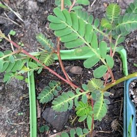 Photo of the plant species African Senna by @MomentousPawpaw named Austen on Greg, the plant care app