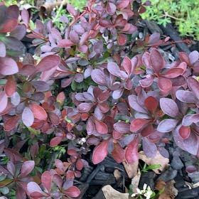 Photo of the plant species Japanese Barberry by @MomentousPawpaw named Marley on Greg, the plant care app