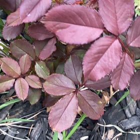 Photo of the plant species Virginia Creeper by @MomentousPawpaw named Gaga on Greg, the plant care app