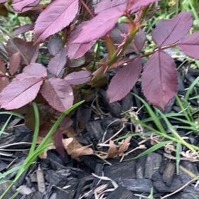 Photo of the plant species Redleaf Rose by @MomentousPawpaw named Sol on Greg, the plant care app
