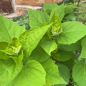 Photo of the plant species Crimsoneyed Rosemallow by @MomentousPawpaw named Bruce Lee on Greg, the plant care app