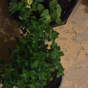 Photo of the plant species Lemon Thyme by @MomentousPawpaw named Cleopatra on Greg, the plant care app