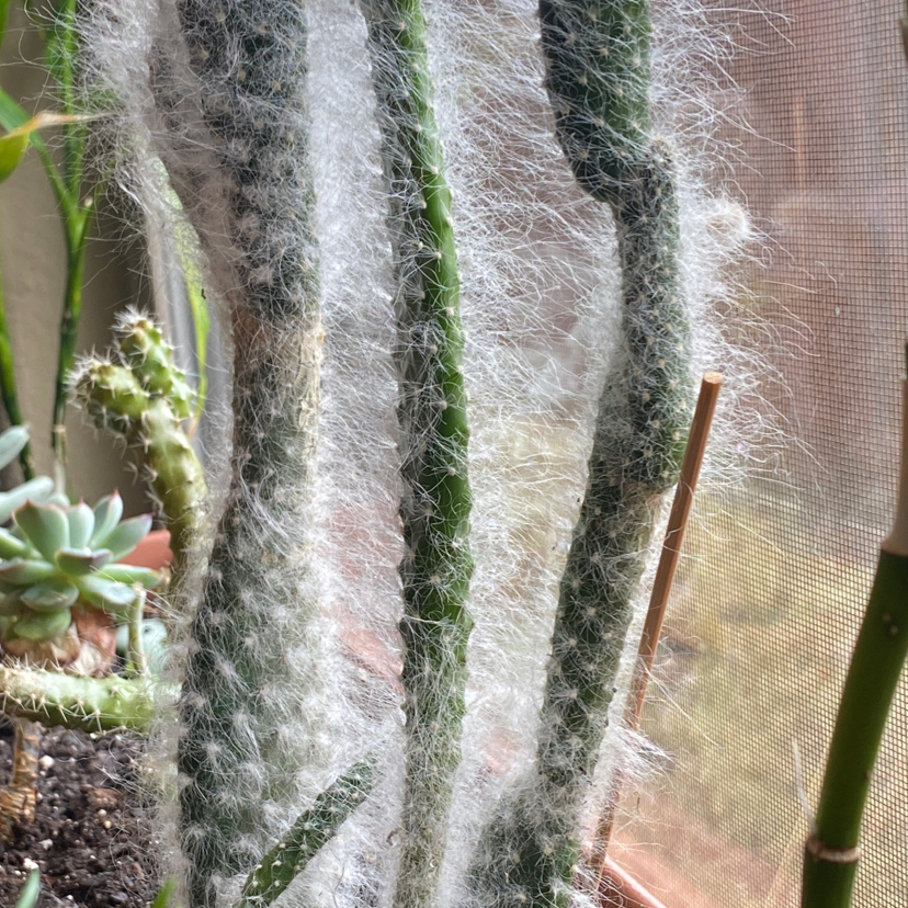 Photo of the plant species Snow Bear Prickly Pear by @GeniusViolet named Orwell on Greg, the plant care app