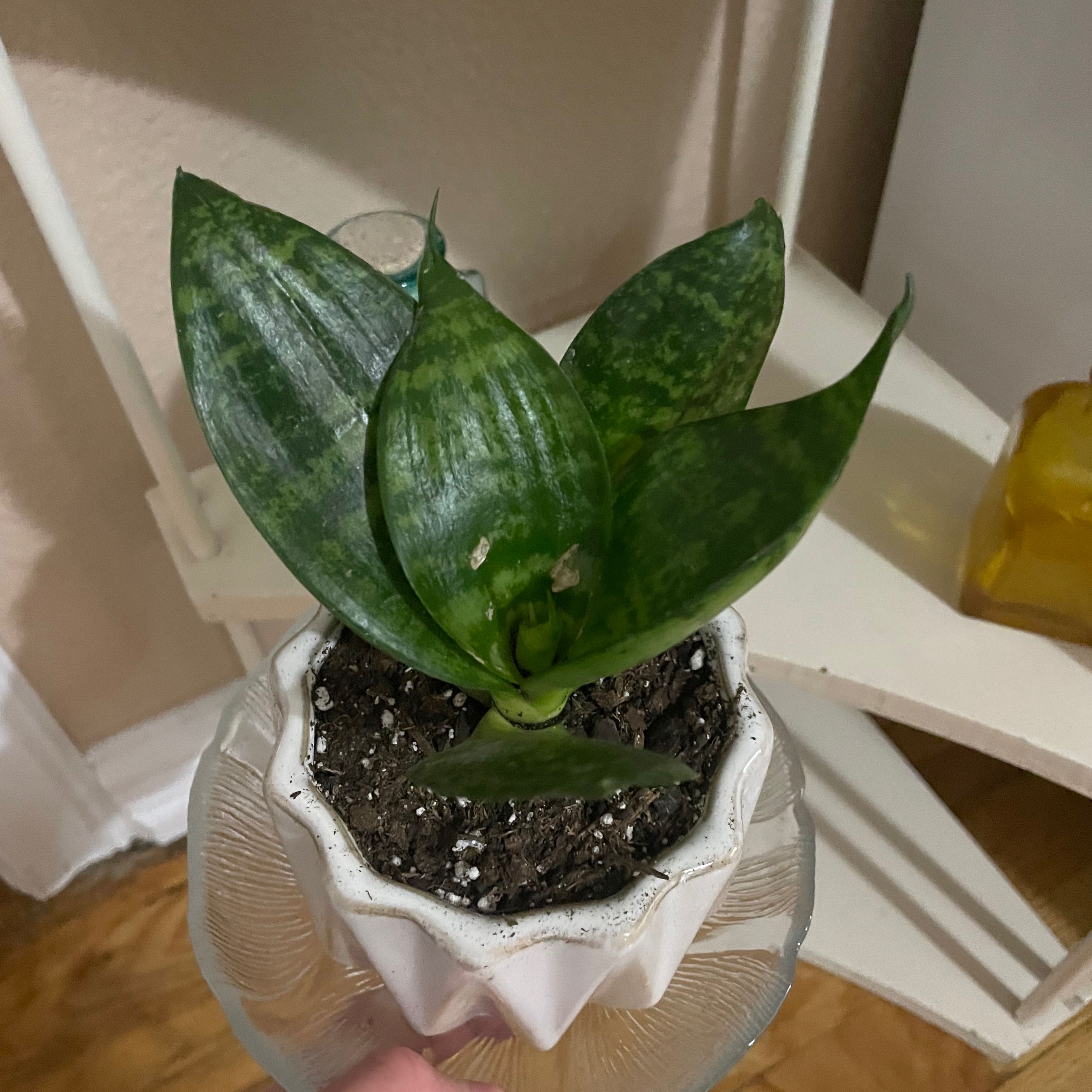 Black Robusta Snake Plant in a white pot with visible soil, well-framed and in focus.