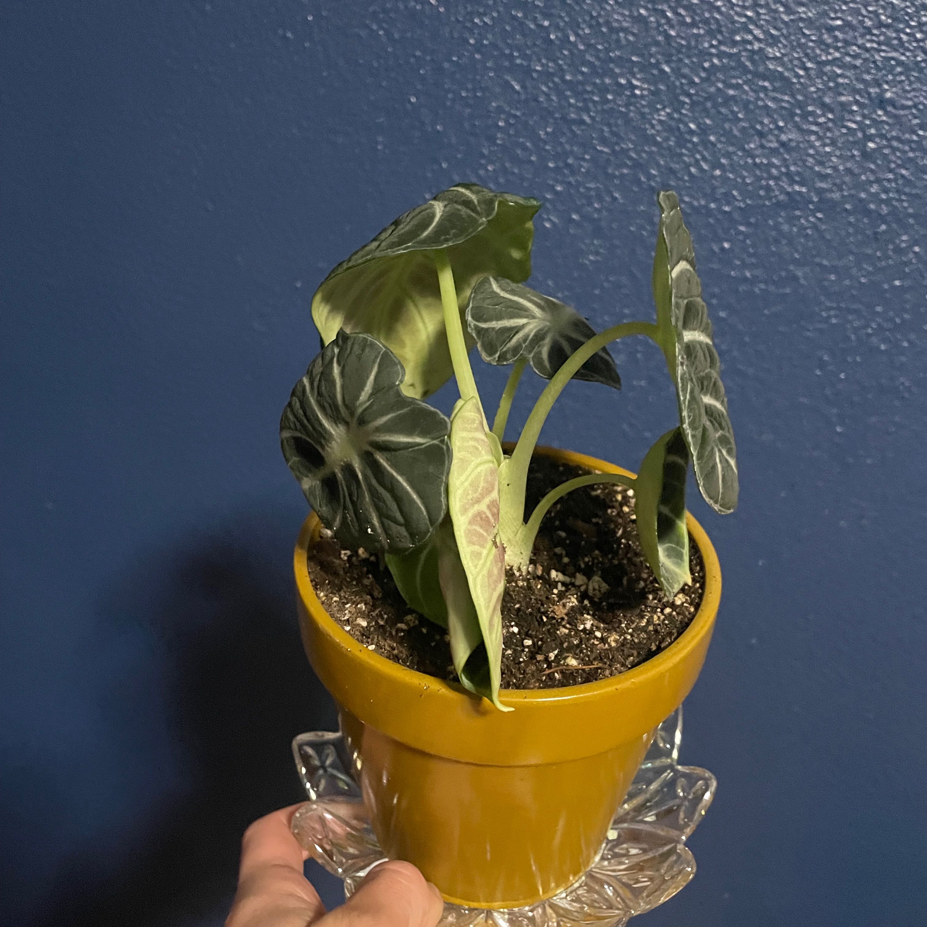 Potted Alocasia ninja plant with dark green leaves and white veins, held by a hand.