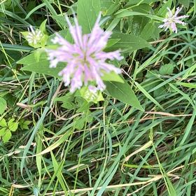 Photo of the plant species Wild Bergamot by @PremiumSeaoats named McKinley on Greg, the plant care app