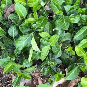 Photo of the plant species Fortune's Spindle by @HeirNapaea named Taylor Swift on Greg, the plant care app