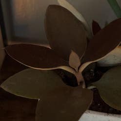 Copper Spoons plant