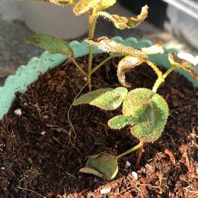 Photo of the plant species Narrow-leaved Peppermint by @BriskSaguaro named da Vinci on Greg, the plant care app