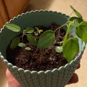 Photo of the plant species Silver Drop Eucalyptus by @HumbleWormseed named Hamilton on Greg, the plant care app