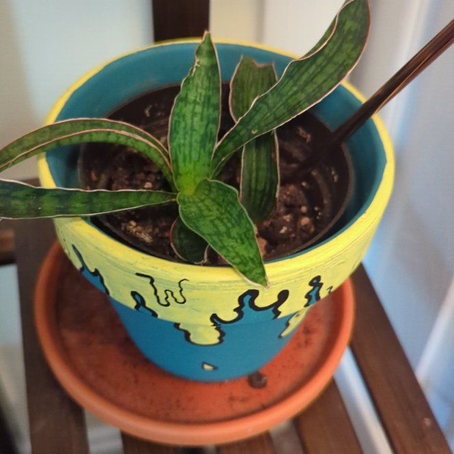Photo of the plant species Snake plant by @ChipperAntplant named Figyonce on Greg, the plant care app