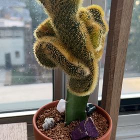 Photo of the plant species Crested Golden Rat Tail by @EagerChichipe named Lizzee on Greg, the plant care app