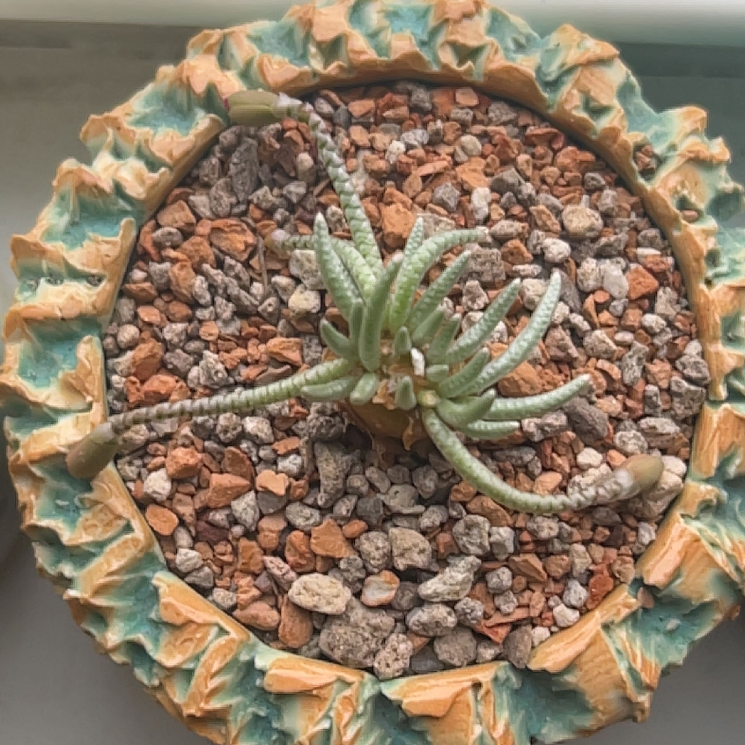 Photo of the plant species Avonia alstonii by @BrookieRDN named Drake on Greg, the plant care app