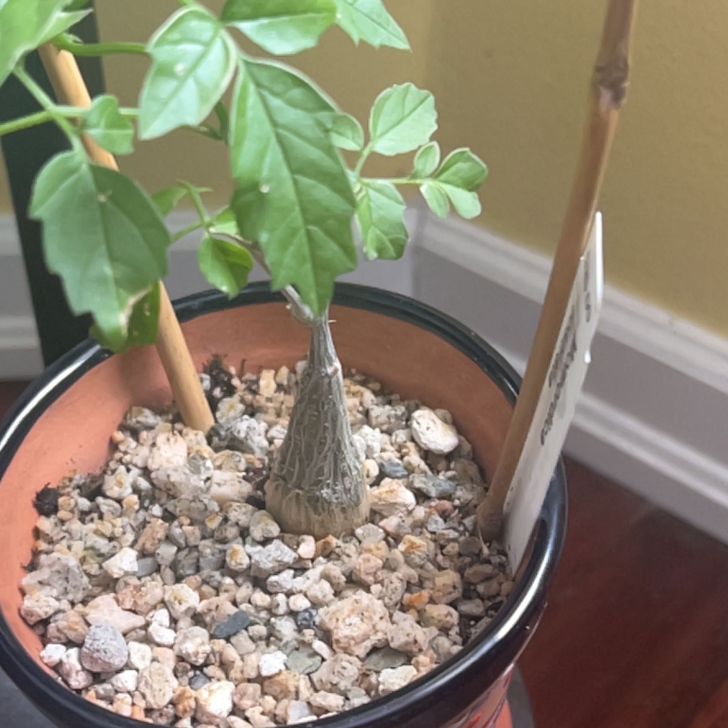 Photo of the plant species Momordica rostrata by @BrookieRDN named Zion on Greg, the plant care app