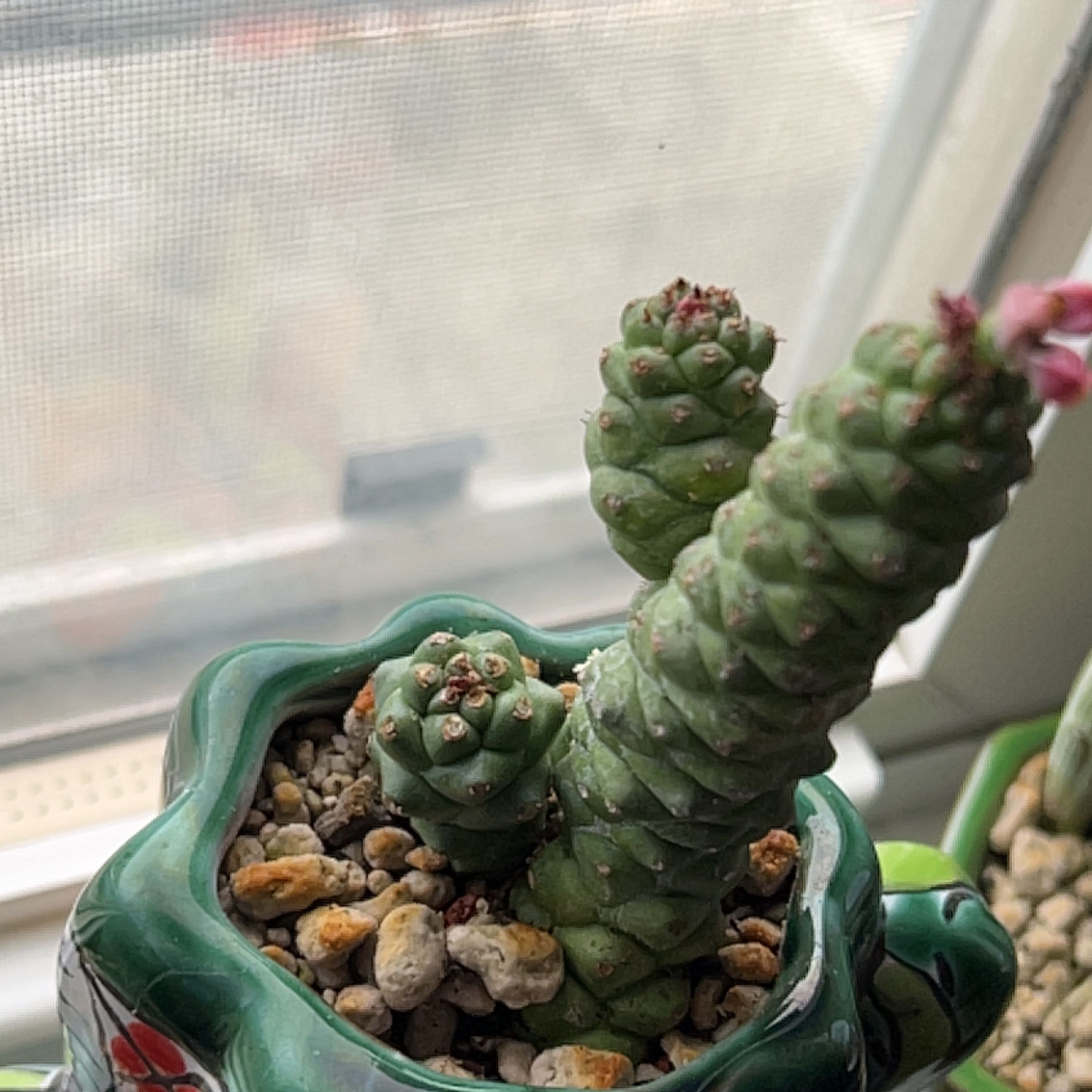 Euphorbia ritchiei plant in a decorative pot, flowering and healthy.