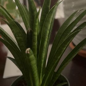 Photo of the plant species sanserveria cordova by @SpiffySkimmia named Mochi on Greg, the plant care app
