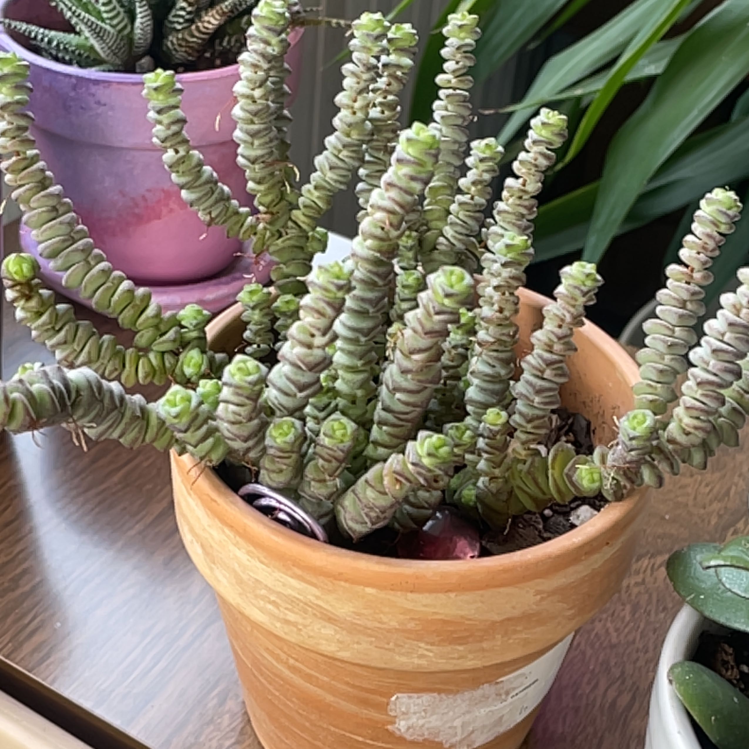 Healthy String of Buttons succulent plant with long trailing stems covered in small round green leaves, growing in a light pot.