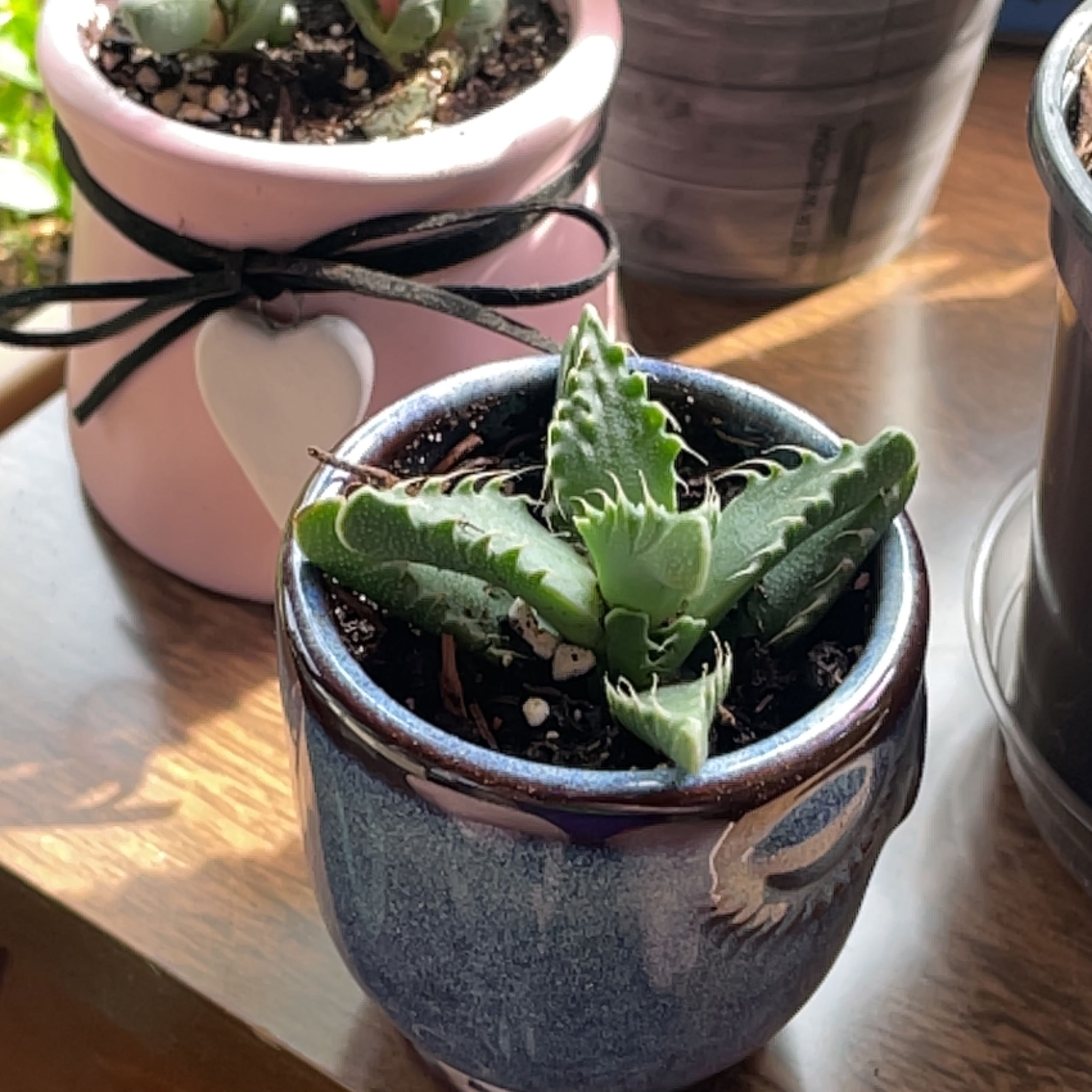 Short-Leaved Aloe plant in a blue pot, healthy and well-framed.