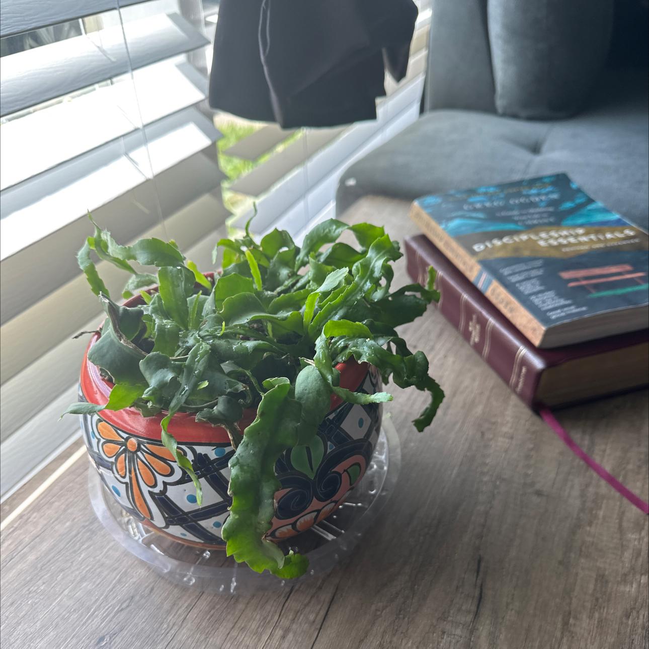 Curly Locks Orchid Cactus in a decorative pot on a wooden surface near a window.
