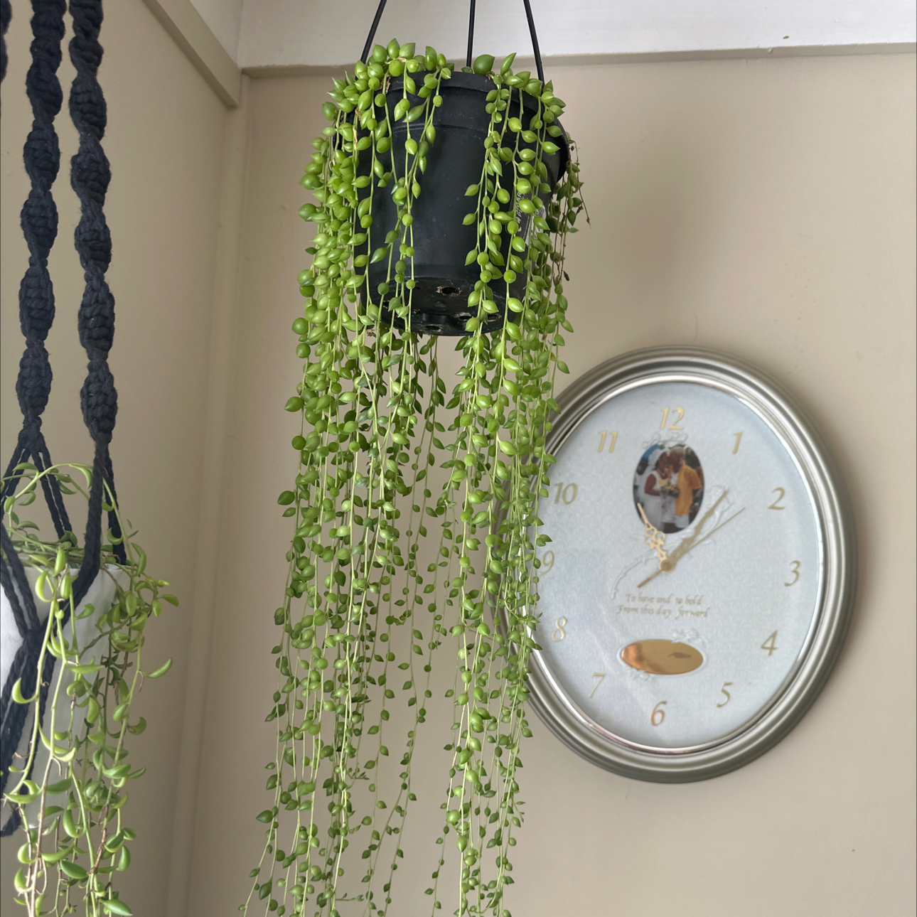 Hanging String of Raindrops plant with long, trailing stems and small, round leaves.