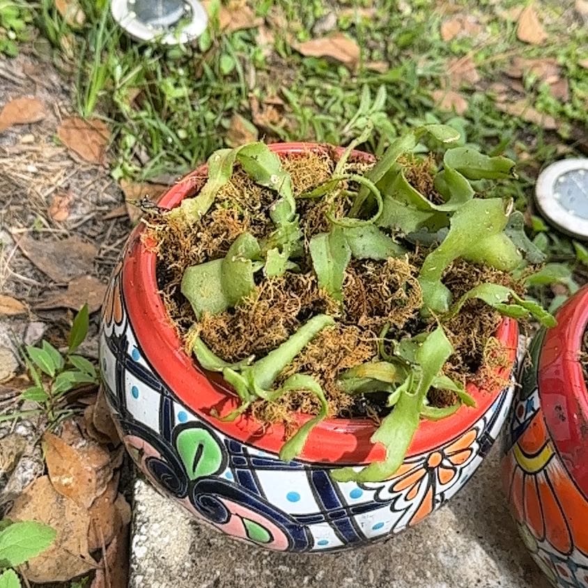 Photo of the plant species Curly Jade Succulent by @TotalBoxholly named Kardashian on Greg, the plant care app