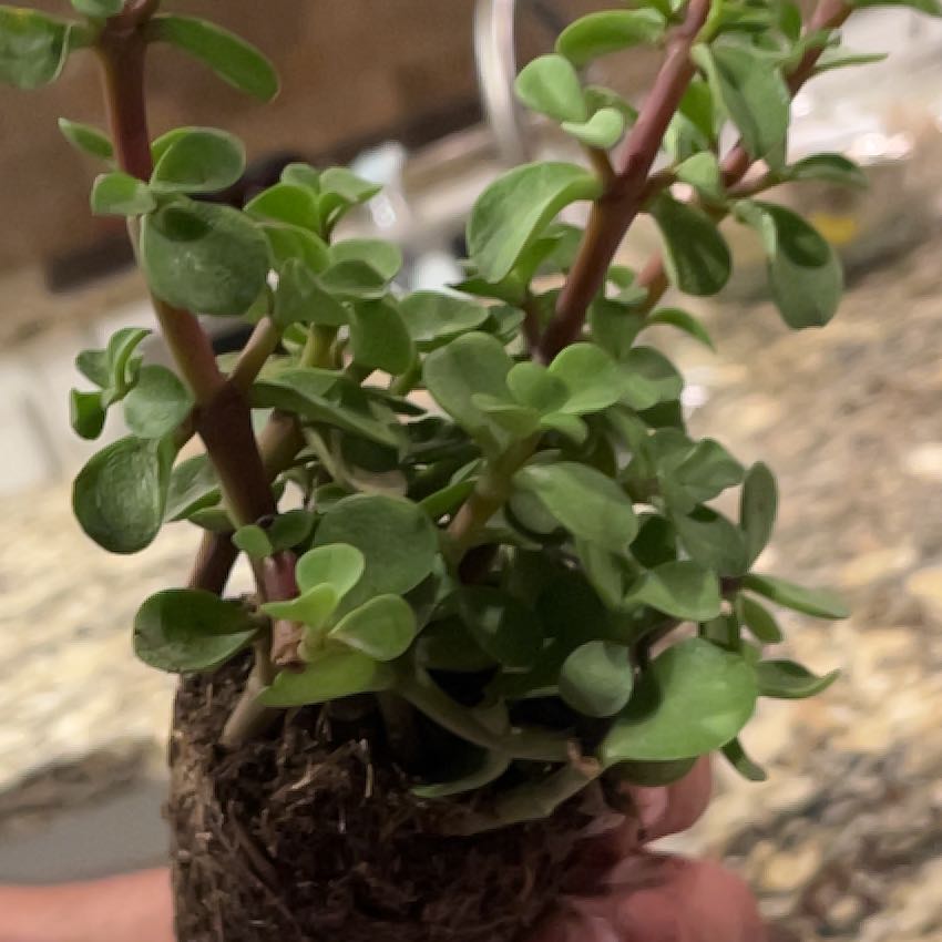 Photo of the plant species Portulacaria afra 'Aurea' by @UrbaneKiekie named Anne on Greg, the plant care app