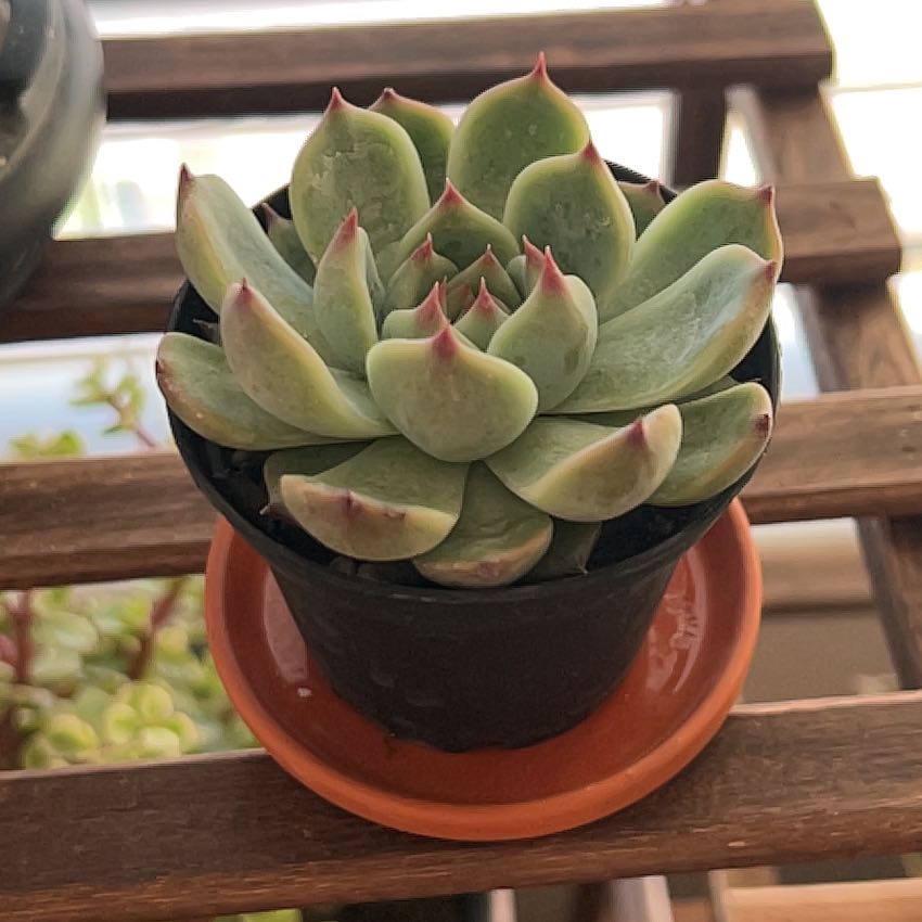 Photo of the plant species Echeveria Parva by @PrevalentBetel named Cosmo on Greg, the plant care app