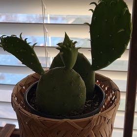 Photo of the plant species Opuntia 'Lime Green Dome' by @PrevalentBetel named Nemo on Greg, the plant care app