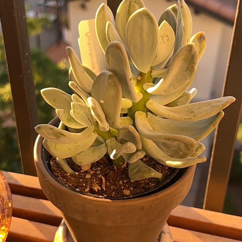 Photo of the plant species sticky moonstones by @PrevalentBetel named Daphne on Greg, the plant care app