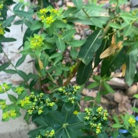 Photo of the plant species Cushion Spurge by @GentlemanMum named Leaf Erickson on Greg, the plant care app