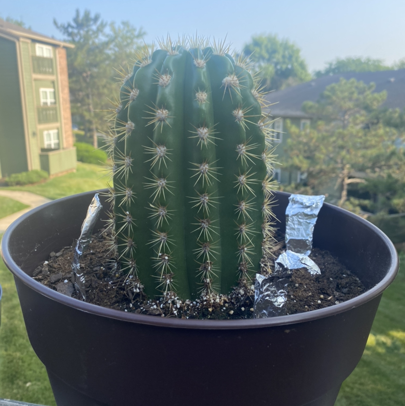 Torch Cactus in a pot with visible soil, appears healthy and well-framed.