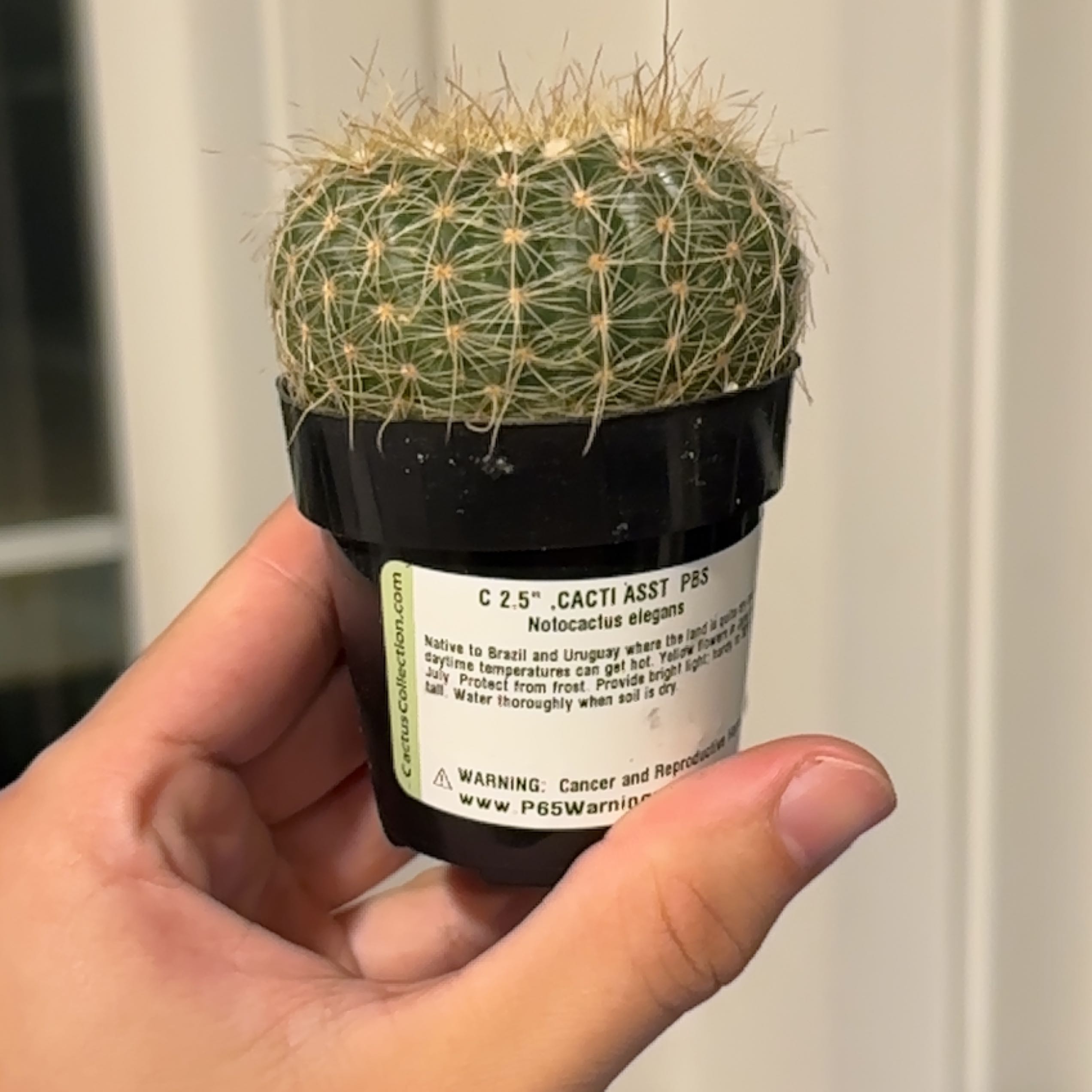 Photo of the plant species Notocactus elegans by @PerfectCashew named Mollie on Greg, the plant care app