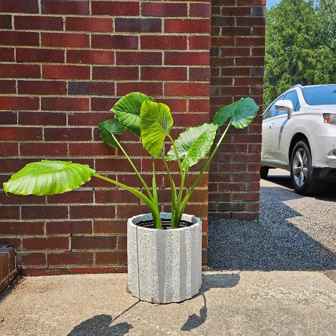 Giant Taro uploaded to the Greg plant app by @beaverhausen