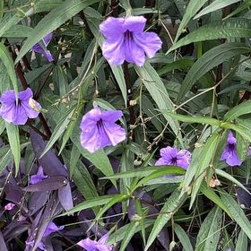 Photo of the plant species Mexican Bluebell by @SuperKaraka named Miley on Greg, the plant care app