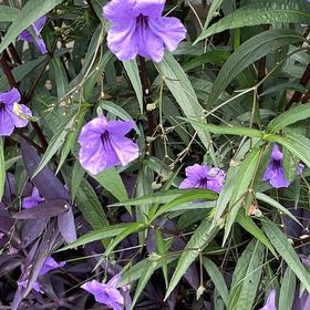 Photo of the plant species Mexican Bluebell by @SuperKaraka named Lavender on Greg, the plant care app