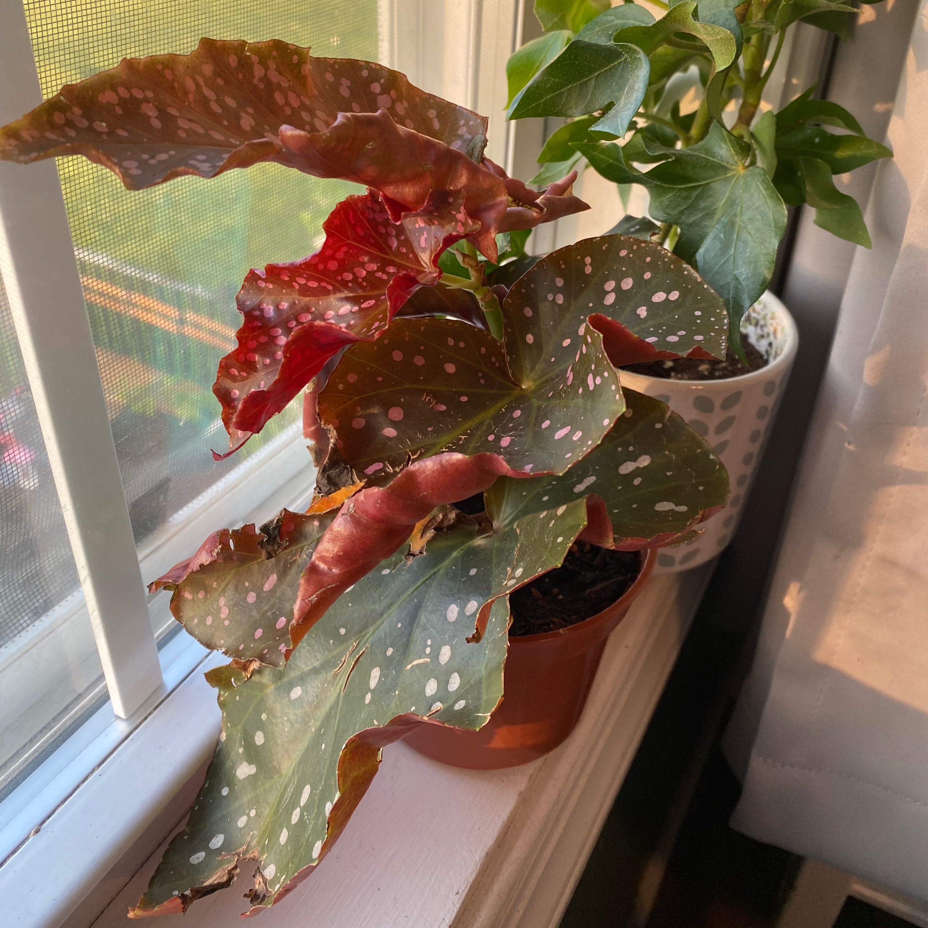 Photo of the plant species Angel Wing 'Argenteo-guttata' by @MaximalSquash named Dottie on Greg, the plant care app