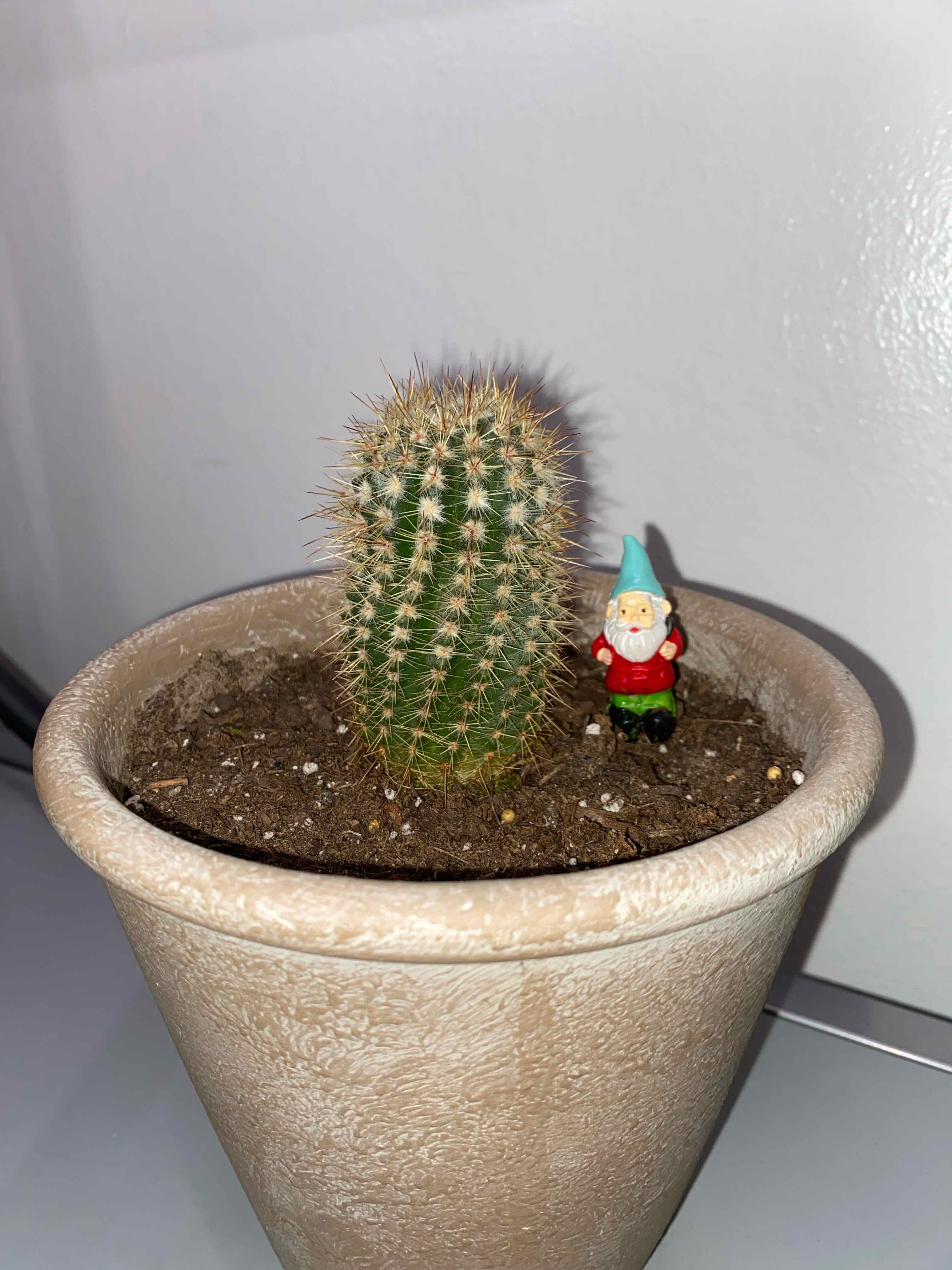 Correll's Hedgehog Cactus in a pot with a small gnome figurine.