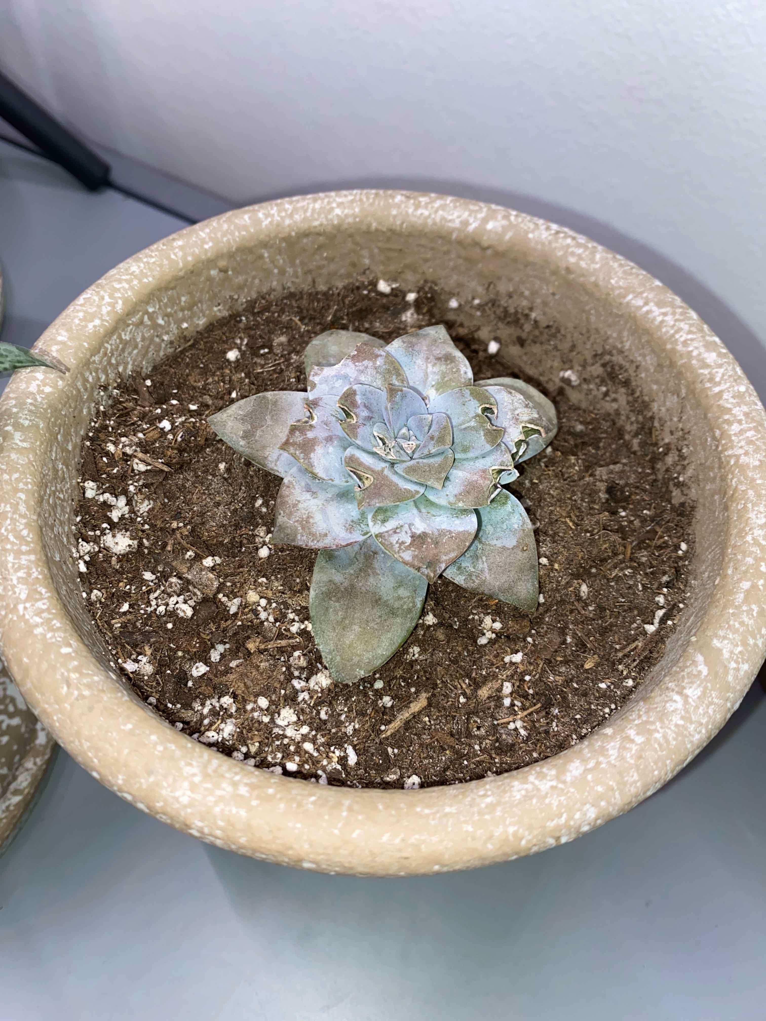 Small Graptopetalum succulent in a pot with visible soil and slight discoloration.