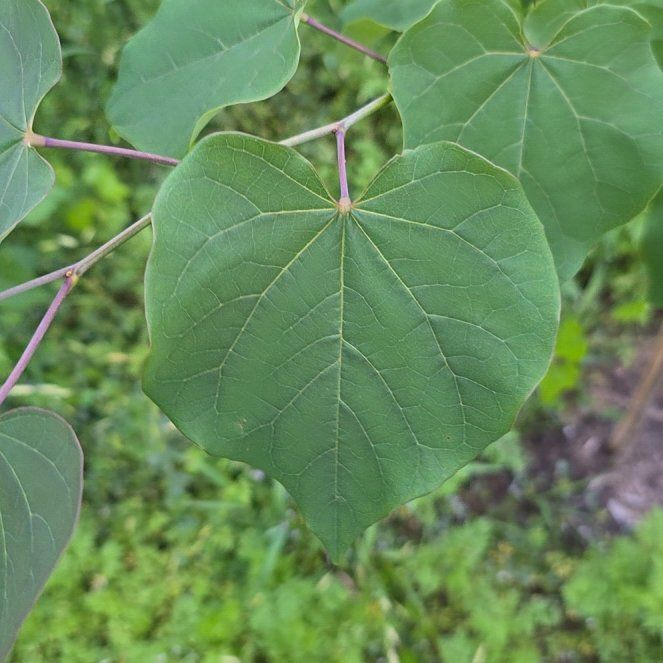 Photo of the plant species Mexican Redbud by @GiftedPinkruby named Figyonce on Greg, the plant care app