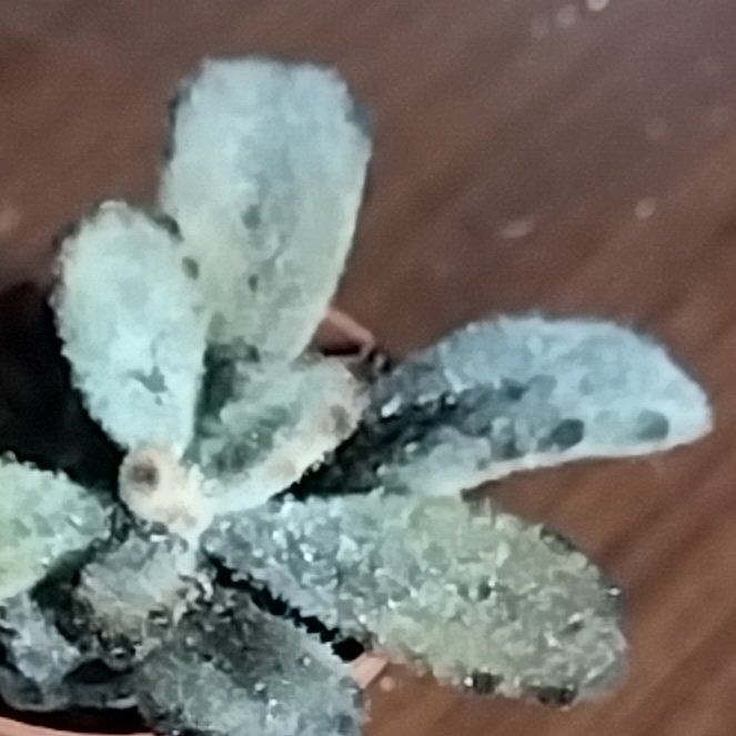 Photo of the plant species Edelweiss by @SwiftSandwort named Pax on Greg, the plant care app