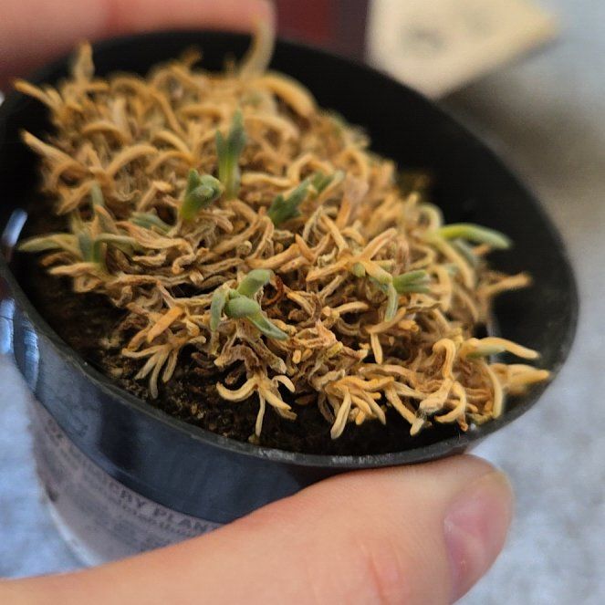 Photo of the plant species Tufted Ice Plant by @FamousGinseng named Prince on Greg, the plant care app