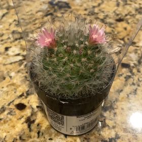 Photo of the plant species Mammillaria bocasana f. roseiflora by @WinWeepingfig named Mochi on Greg, the plant care app
