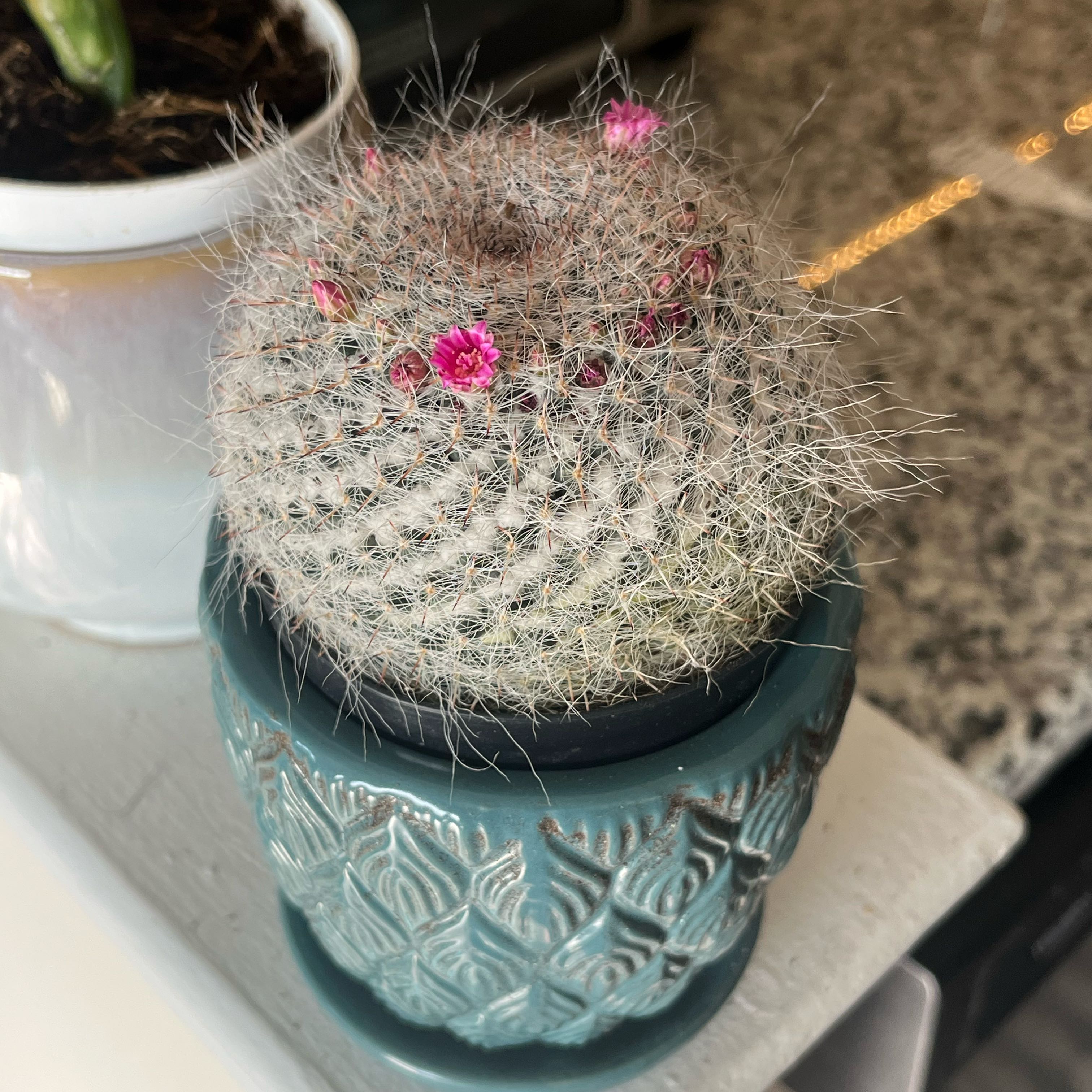 Old Lady Cactus with small pink flowers in a decorative blue pot.