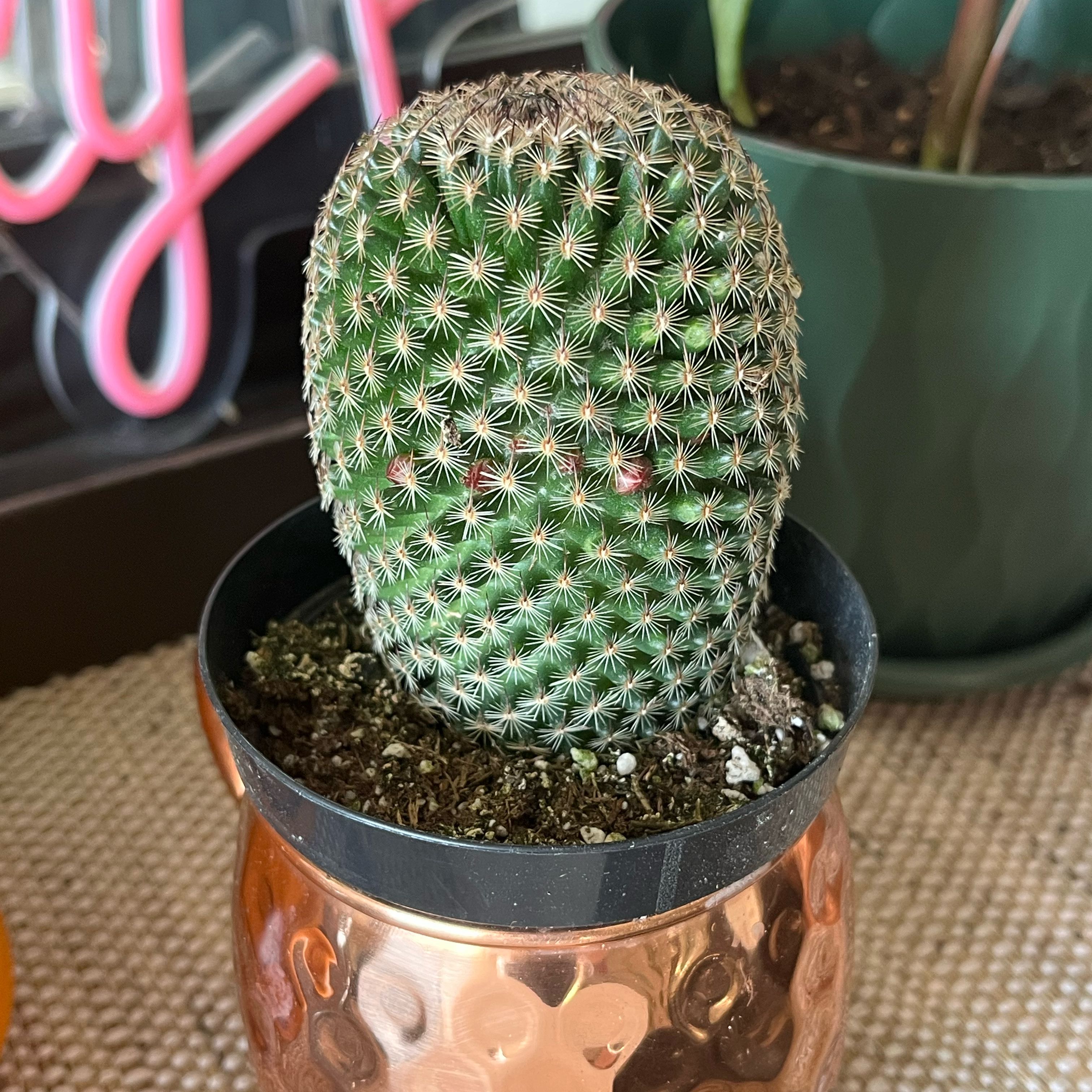 Thumb Cactus in a small pot with visible soil, well-framed and in focus.