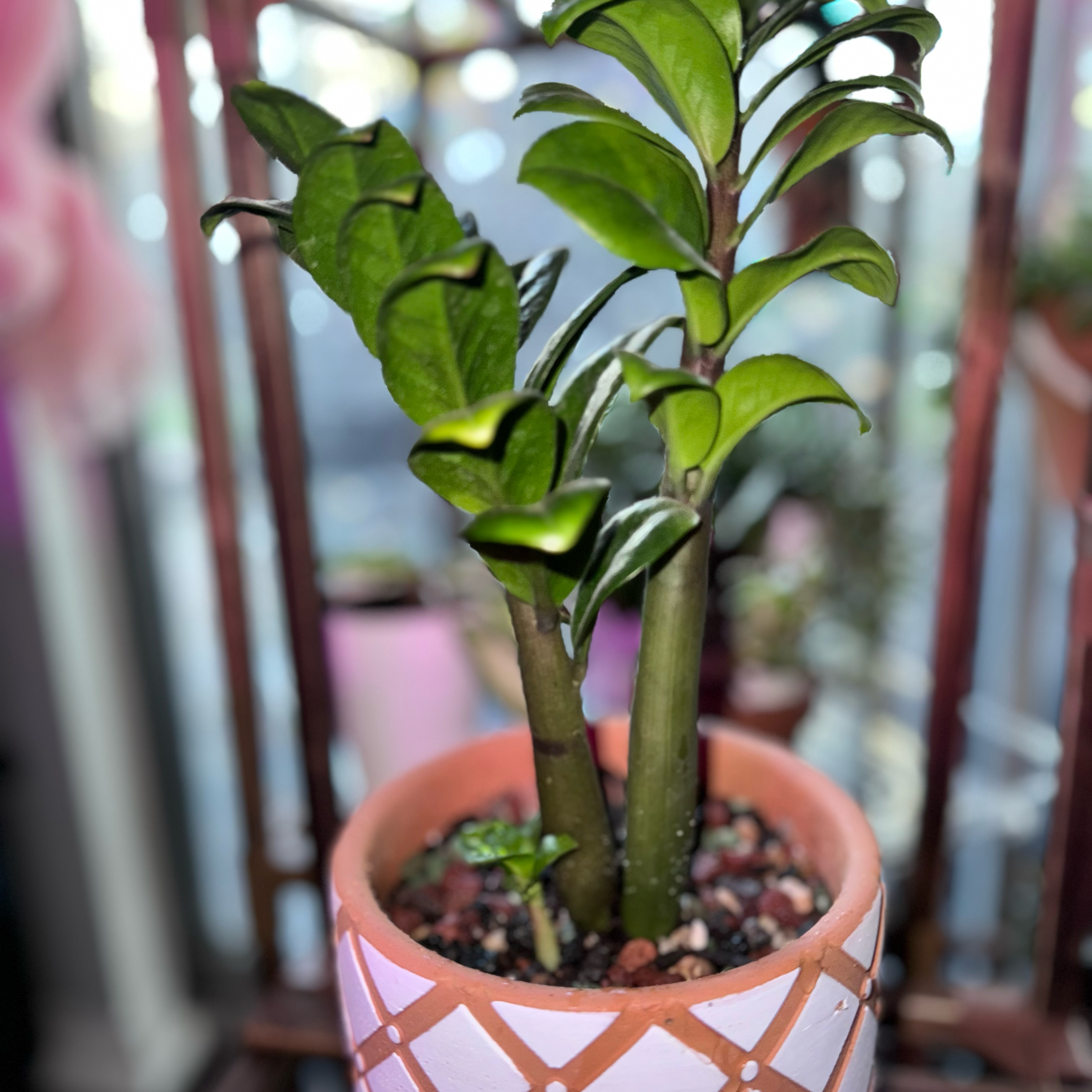 Dwarf ZZ plant in a pot with visible soil, healthy green leaves, and a blurred background.