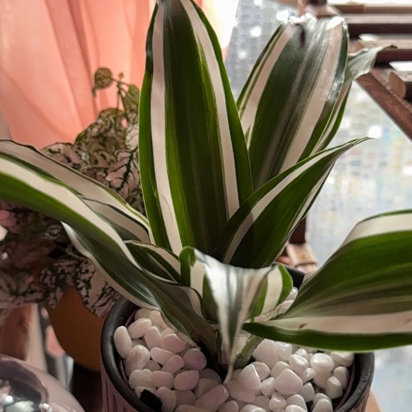 Photo of the plant species Dracaena 'White Bird' by @Houseofplants named Harmony on Greg, the plant care app