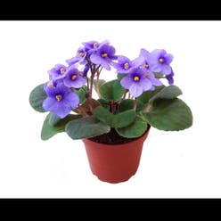 African Violet plant