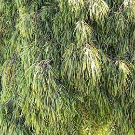 Photo of the plant species Western Australian Peppermint by Deepak named ChloroPhil on Greg, the plant care app
