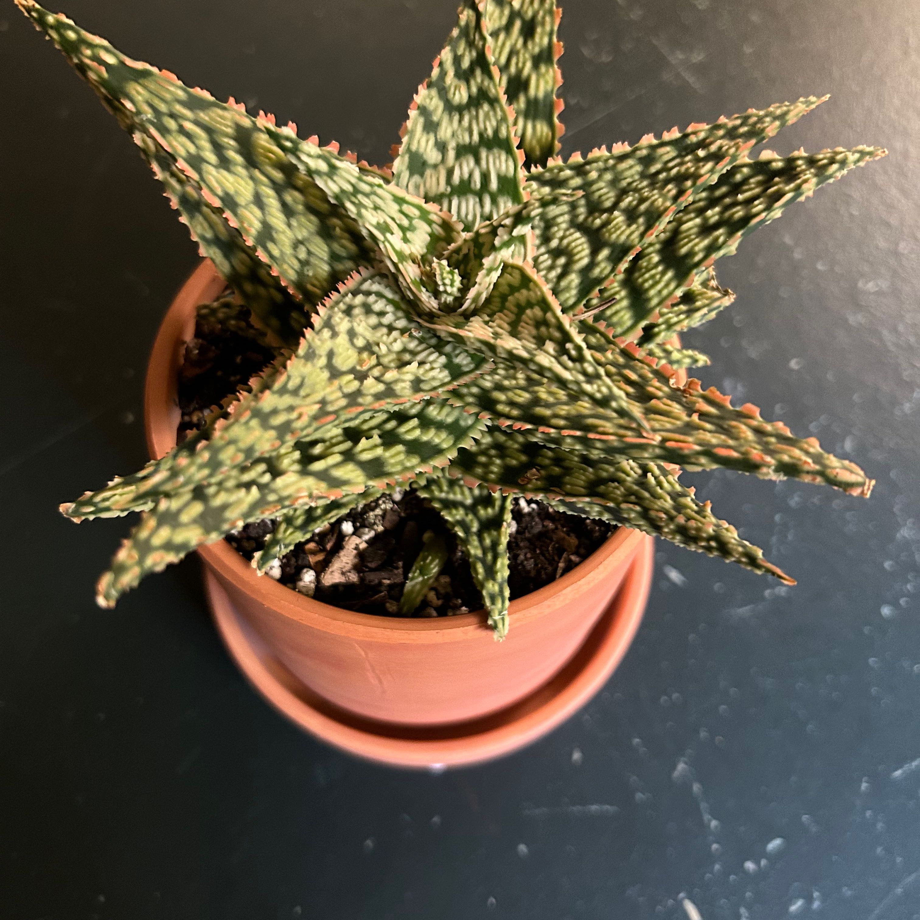 A healthy Aloe 'Christmas Carol' plant in a pot with visible soil.